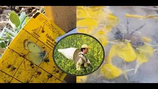 Plot to Field Series - Intercrop Insect Research