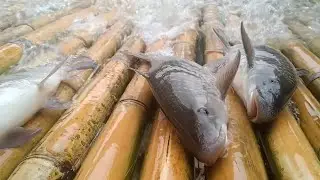 Traditional fishing | Build fishing trap