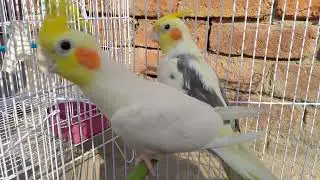 Beautiful cockatiel love birds 