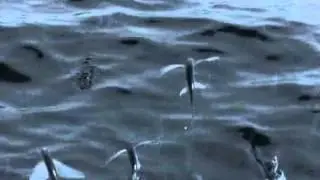 Flying Fish | Exocoetidae