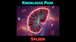 The Spleen Explained Your Body's Secret Filter-How to Keep It Healthy#spleen #health #science #life