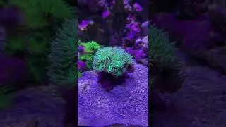 Old Faithful Duncan Coral,,,  Fishy Fins &copy;2024 #fishyfins #aquarium #reefaholiks