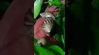 #SNAIL FAMILY #SHORTS #doisong #amnhac