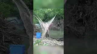 The Young Girl's Excellent Fishing Skills on The River and Lakes, Catching a Lots of Fish 