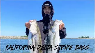 California delta striper fishing 2024
