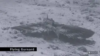 Flying Gurnard