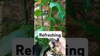 Prune Chilli plant | ASMR #satisfyingcuts #asmrprune