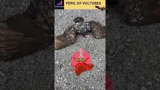 Vultures are disappearing☠️ WHY???FIND OUT importance of vulture#vultures #shorts #birds #facts