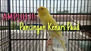 Pancingan Kenari Muda 