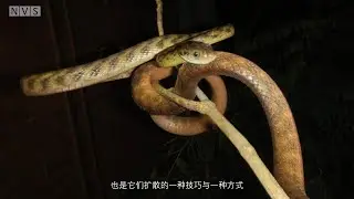 环呢？你管这叫白环蛇？ #野生动物零距离 #神奇的大自然 #野生动物 #科普一下 #自然奇境科普季