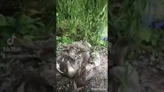 cottagecore aesthetic tiktok relaxing