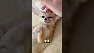 (Not) Friendly fennec foxes #crazy #facts #fennec #fennecfox #fox #fun #silly #funny #shorts #cute