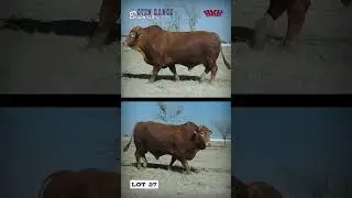 Lot 27 | JVH 22-494 | Open Range Beefmasters