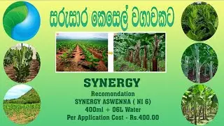 Synergy Organic Liquid Banana Fertilizer / සිනර්ජි කාබනික දියර පොහොර