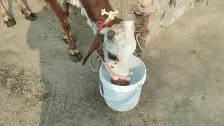 Aksar log sardiuon Mein Janwaron Ko Pani Nahi Pilate Log / 15 Feb 2026