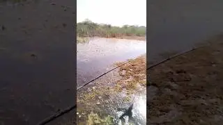 Dushman frog 🐸😁😅 #bijapur #fishing