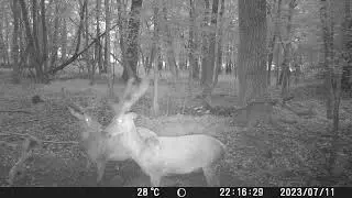 BUSHNELL trophy cam hd