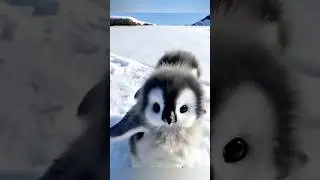 You're so cute, baby#creative #AI #new #funny #fun #new #cute #interesting #Penguin #healing