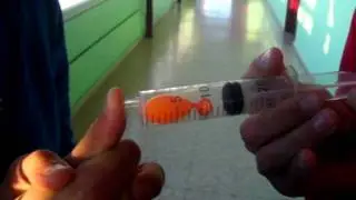 Experimento de la ley de Boyle ( Jeringa)