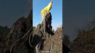 Flying African Bird vs Hadzabe Hunter &mdash; One Arrow, Perfect Hit 🏹🔥#shortsfeed