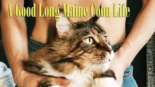 How long do indoor maine coon cats live? - Cat Facts: Maine Coon Lifespan