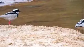 Pied Plover - Vanellus cayanus - Pied Lapwing - Orinoquia