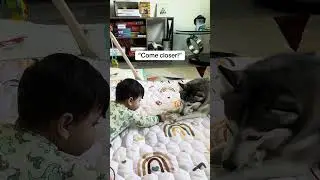 Sapphie the pomsky teaches her baby brother to crawl
