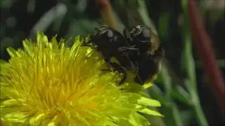 Narcissus Flies Merodon equestris courtship behaviour