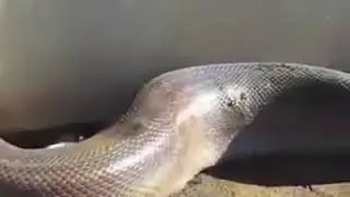 Video manegang kan