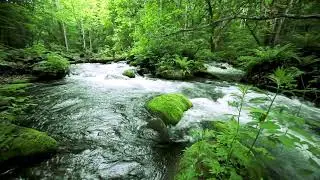 Peaceful River Flowing in Green Forest. Relaxing River Sounds. Nature White Noise for Sleep, Relax.