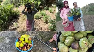 الله الله على الخير ديال الباكور في كتامة جني فاكهة الباكور وجولة في الطبيعة كتامة
