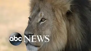 Zimbabwe Conservation Task Force Apologizes for Claiming Lion Jericho Has Been Killed