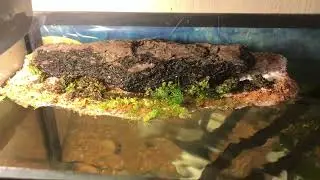 Easy DIY Aquarium with Floating Styrofoam Island for Fish and Invertebrates