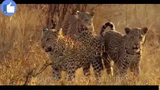 Languar attack cheetahwild animals video   wild animals 4k