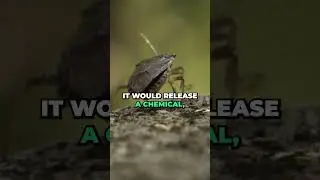 Do Stink Bugs ACTUALLY Stink? #shorts