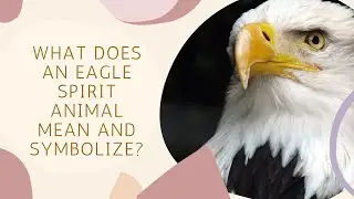 What Does an Eagle Spirit Animal Mean and Symbolize?