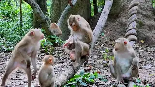 How to look after baby Jacee of Libby that make Other Monkey want to follow Up !