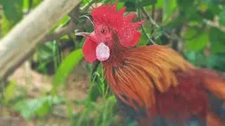 Red Junglefowl (Gallus gallus) - Beautiful Bird Crowing