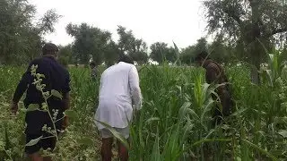 Saraiki Jhoke Choti Bala Agriculture Farms New Dera Ghazi Khan