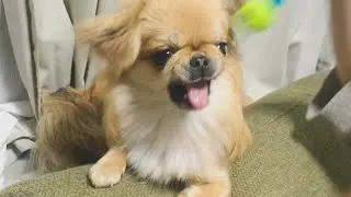 【犬の喧嘩】至福の時間を邪魔する奴は許さない子犬【ペキニーズチワワmix】【ミニチュアダックスフンド】【多頭飼い】
