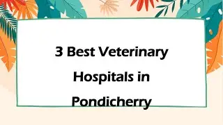 3 Best Veterinary hospitals in Pondicherry, Puducherry 2025 | Animal hospitals