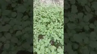 ডাটা শাক চাষ করার পদ্ধতি | Amaranth cultivation Process#shorts