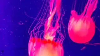 VGP marine kingdom #colourful fishes #🐬#🎐#🐟#🐠 #ytshorts 
