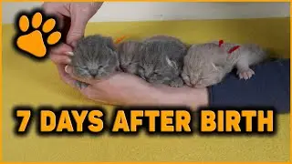 🌺7 Days After Birth | O Gosh, They Growing Fast! | British Shorthair Mom Cat & Kittens
