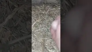 evening egg collection.18.04.25