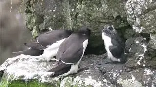 Razorbill (Alca torda)