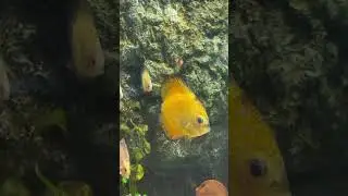 Colorful Discus Fish Swimming Peacefully 🐠 | Beautiful Aquarium Scene