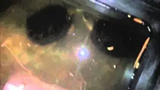 Rare Turtle Courtship Ritual - First Time EVER on Video!