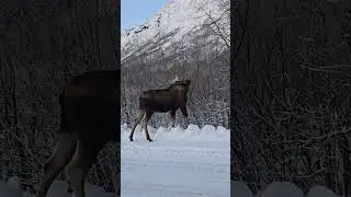 Наблюдение за дикими животными &ndash; это просто захватывающее зрелище! #аляска #лось #природа #дикаяп...
