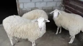 Купил ярок.Пересаживаю хозяйство.